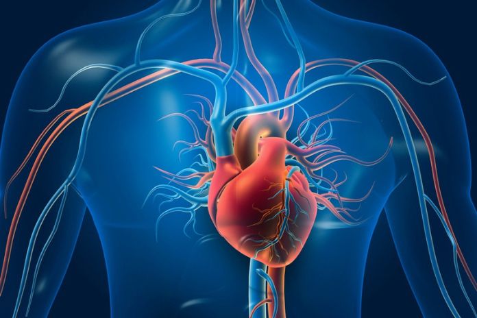 Heart, That Fascinating Muscular Organ That Pumps Life